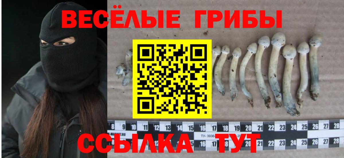 Арзамас  Галлюциногенные грибы Psilocybine cubensis  Псилоцибиновые грибы Cubensis  Вход с VPN 